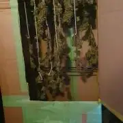 My first grow