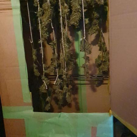 My first grow