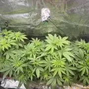 mix pack/random seeds/phenotype hunting