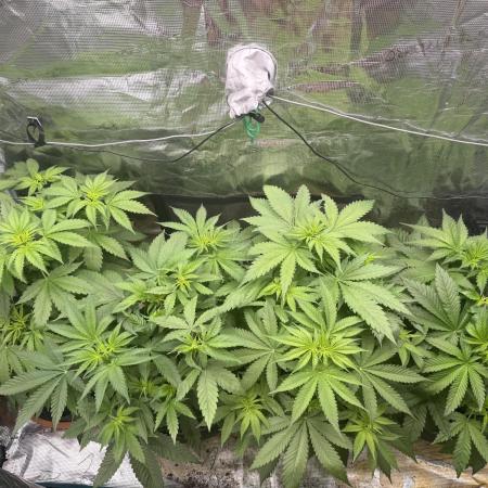 mix pack/random seeds/phenotype hunting