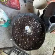The growmie
