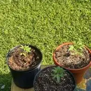 The growmie