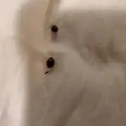 They call it More cowbell