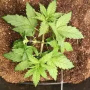zkittlez