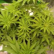 zkittlez