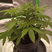 tropical punch