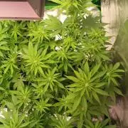 zkittlez