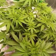 zkittlez