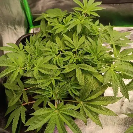 grape pie