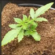 zkittlez