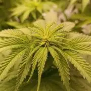 zkittlez