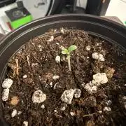 In House Genetics, Fall Grow