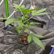 Fast Buds-gsa-gca