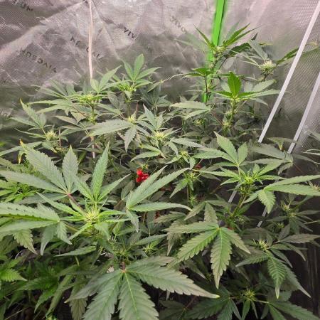 Fast Buds-gsa-gca