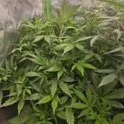 Fast Buds-gsa-gca