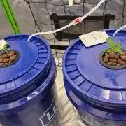 Fast Buds-gsa-gca