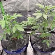 Fast Buds-gsa-gca