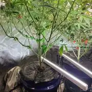 Fast Buds-gsa-gca
