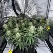Barney's Farm Cherry Poppers