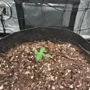 winter 26 grow 1