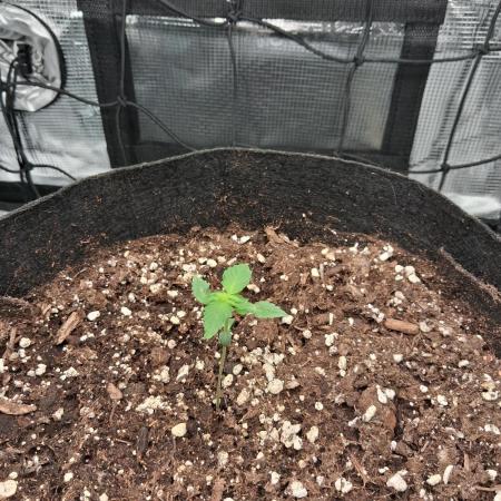 winter 26 grow 1