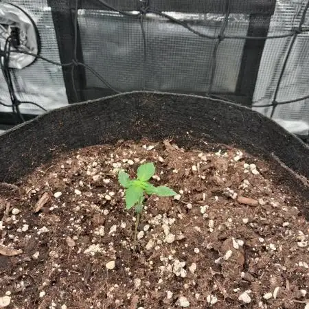 winter 26 grow 1