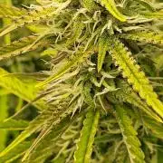 Finding the love again... Gelato Auto