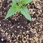 Exodus Cheese Auto 1