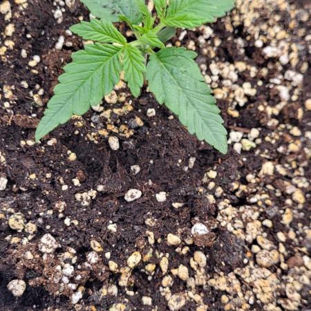 Exodus Cheese Auto 1