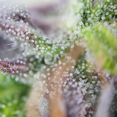 Finding the love again... Gelato Auto