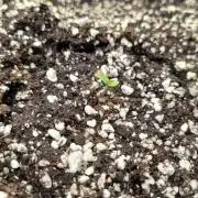 Exodus Cheese Auto 2