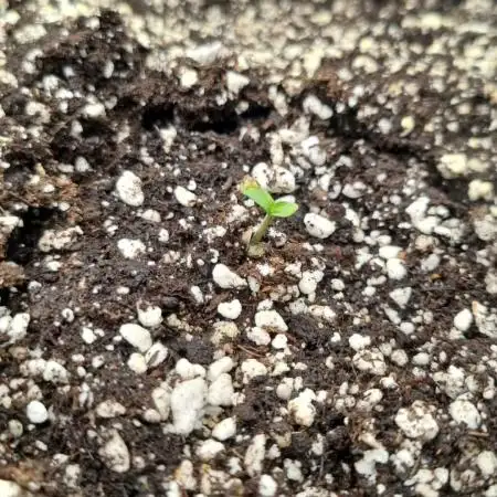 Exodus Cheese Auto 2
