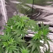 Exodus Cheese Auto 1