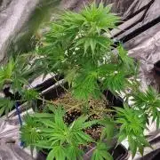Exodus Cheese Auto 2