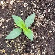 Thin mint x Sour Pinot auto
