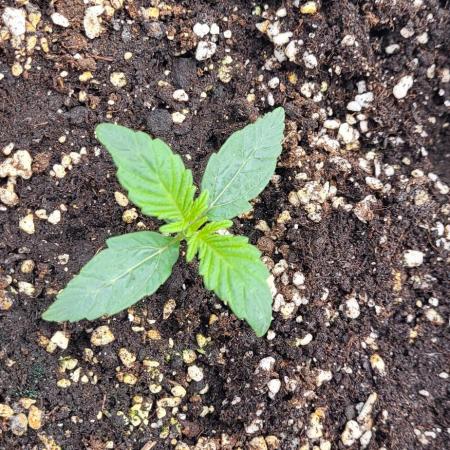 Thin mint x Sour Pinot auto