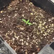 Tropicana Cookies