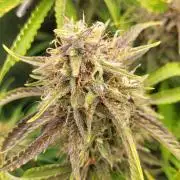 Finding the love again... Gelato Auto