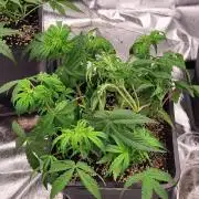 Thin mint x Sour Pinot auto