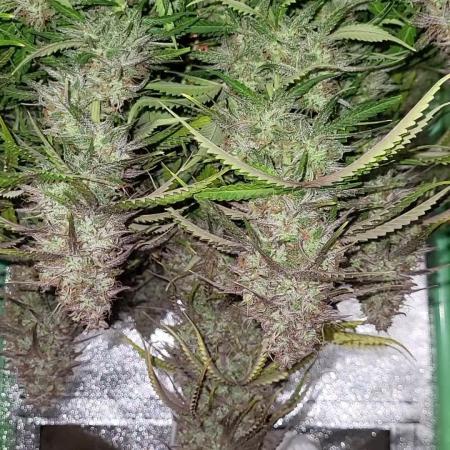 Finding the love again... Gelato Auto