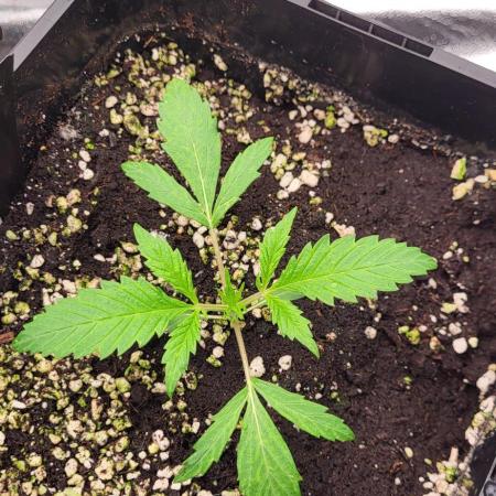 Tropicana Cookies