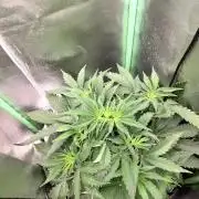 Finding the love again... Gelato Auto