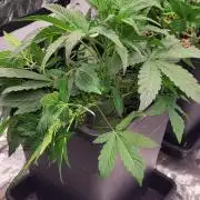 Thin mint x Sour Pinot auto
