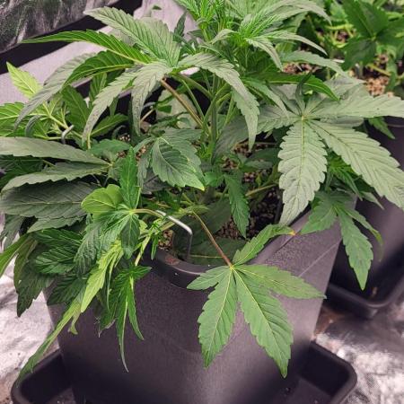 Thin mint x Sour Pinot auto