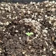 Thin mint x Sour Pinot auto
