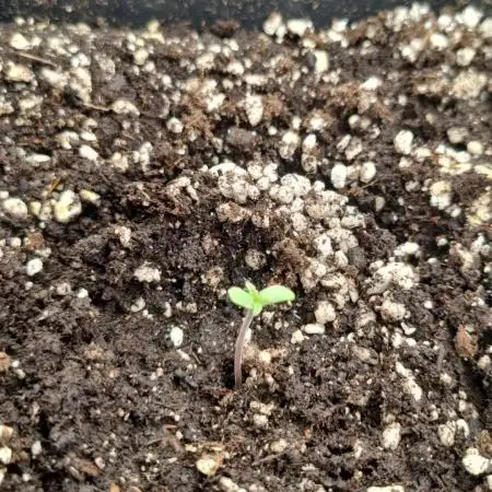 Thin mint x Sour Pinot auto