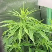 Finding the love again... Gelato Auto