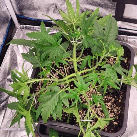 Exodus Cheese Auto 1