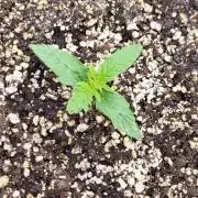 Exodus Cheese Auto 2
