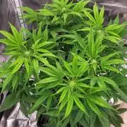 Exodus Cheese Auto 1